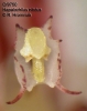 Hapalochilus nitidus  (10)